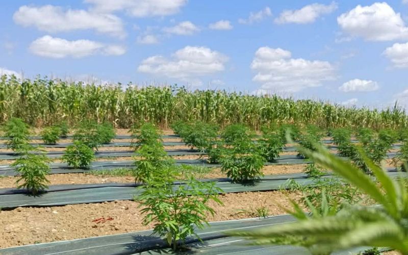 Champ de culture de chanvre CBD en France - production française de cannabinoïdes