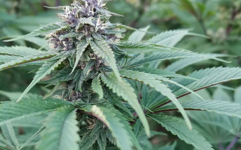 Plant de chanvre en floraison en France - projet de loi France Cannabis pour la filière