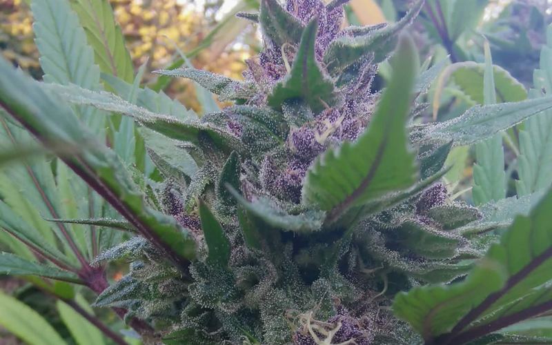 Fleur de chanvre CBD en floraison cultivée par un producteur membre de France Cannabis