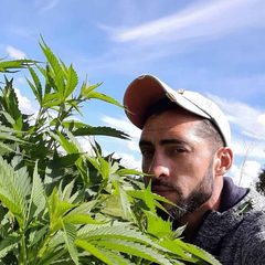 Jean-Marie Moello, Vice-Président de France Cannabis