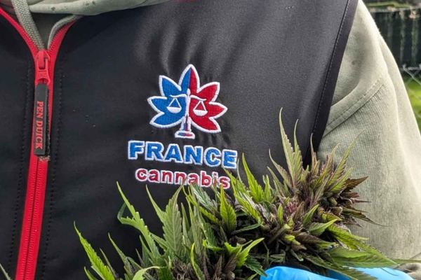 Membre de France Cannabis inspectant une fleur de chanvre CBD lors d'une récolte en plein champ